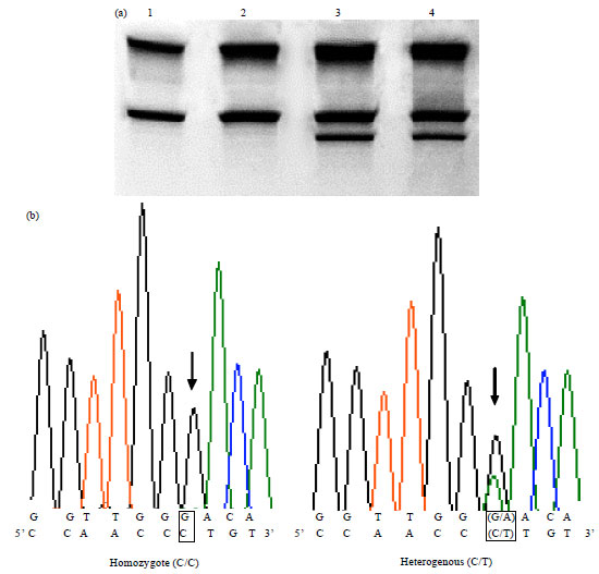 Image for - Cloning, Expression and Polymorphism Analyses of PGC-1α Gene of Schizothorax prenanti