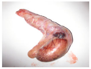 Image for - Comparative and Pathological Study of the Testis and Epididymis in Rams, Bucks and Bulls of Algeria