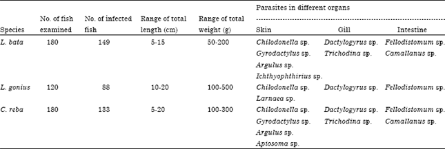 Image for - Parasites of Three Indian Minor Carps of Rajshahi, Bangladesh