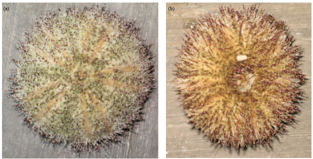 Image for - Population Characteristics and Fecundity Estimates of Short-spined White Sea Urchin, Salmacis sphaeroides (Linnaeus, 1758) from the Coastal Waters of Johor, Malaysia