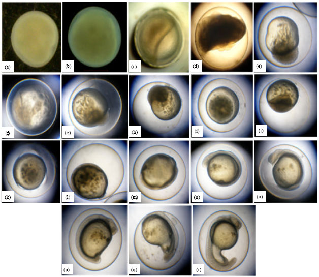 Image for - Embryonic and Larval Development of Endangered Temoleh, Probarbus jullieni (Sauvage)