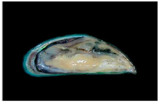 Image for - Incidence of Hermaphrodite in Green Mussel Perna viridis along the West Coast of Peninsular Malaysia