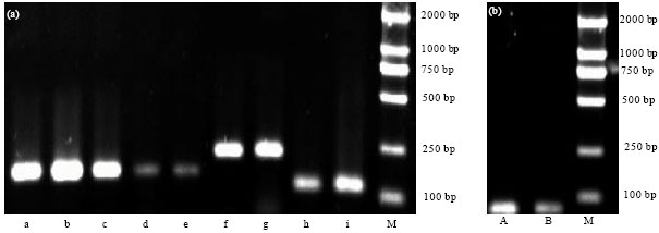 Image for - Selection of Housekeeping Genes for Real-time Fluorescence Quantitative RT-PCR in Skin of Fine-wool Sheep