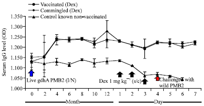Image for - Effect of Dexamethasone on Protective Efficacy of Live gdhA Derivative Pasteurella  multocida B:2 Vaccine