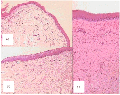 Image for - Range of Vertical Hemilaryngectomy by Diode Laser: An Experimental Study in dogs