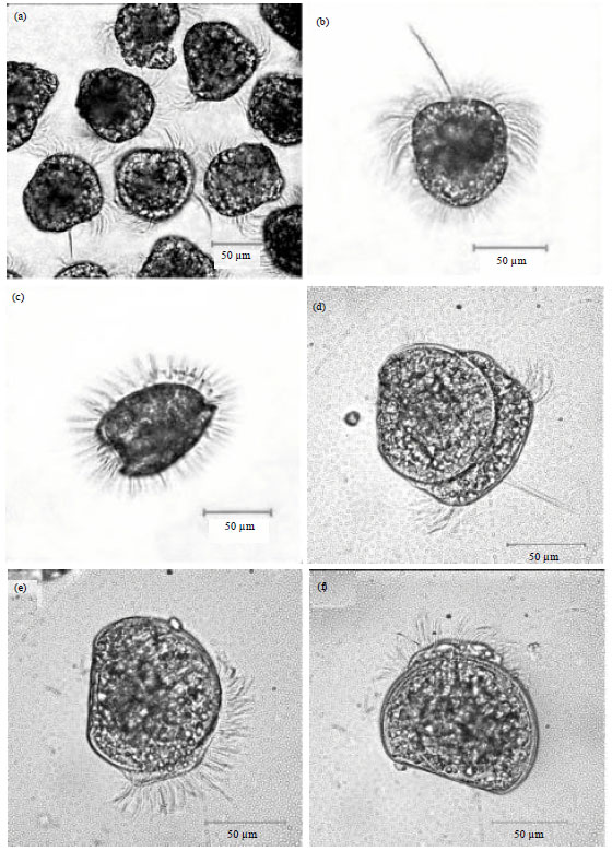Image for - Induced Spawning and Early Development of Modiolus philippinarum (Hanley, 1843) (Bivalvia: Mytilidae)