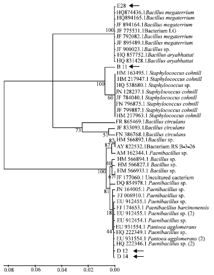 Image for - Antibacterial Ability and Molecular Characterization of Probionts Isolated from Gut Microflora of Cultured Red Tilapia
