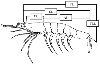 Image for - Morphometric Variation Among the Populations of Planktonic Shrimp, Acetes japonicus in the West Coast of Peninsular Malaysia