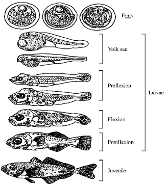 Image for - Feeding Ecology and Nursery of Marine Larval Fishes