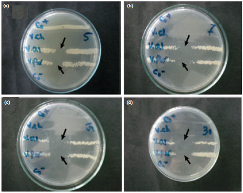 Image for - Isolation and Identification of Bacteria Micro Flora of White Shrimp, Litopenaeus vannamei, with Antagonistic Properties Against Vibrio Species