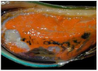 Image for - Incidence of Hermaphrodite in Green Mussel Perna viridis along the West Coast of Peninsular Malaysia