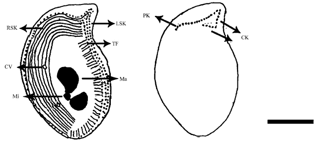 Image for - An Investigation into Marine Ciliates with Establishment of a New Genus,  Phyllopharyngean americana Nov. Gen., Nov. Spec.
