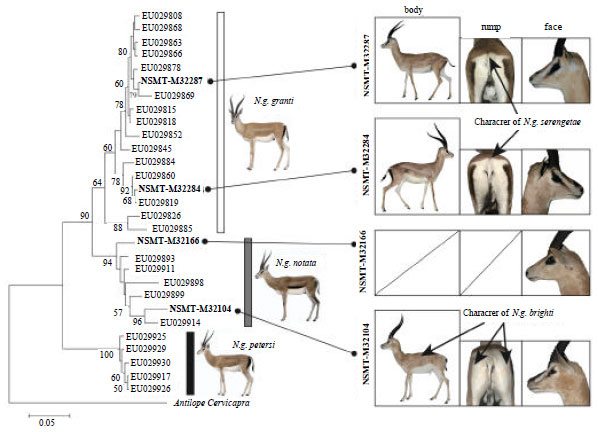Image for - Inconsistencies Between Morphological and Genetic Subspecies of Grant’s Gazelle (Nanger granti)