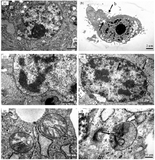 Image for - Apoptotic Effects of Cadmium on Siberian Tiger Fibroblast Cells
