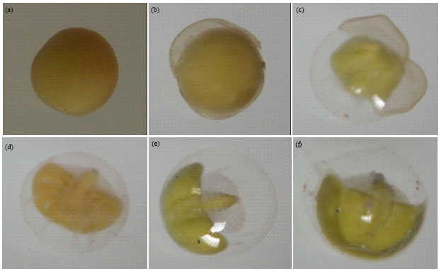 Image for - Incubation and Hatching of Tachypleus gigas (Muller, 1785) Eggs in Sand and Water Media