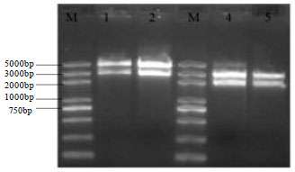 Image for - Construction of Myostatin Gene Knockout Vector in Goat and Transfection Of Nuclear Donor Cells