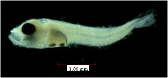 Image for - Morphometric Variation Among Six Families of Larval Fishes in the Seagrass-Mangrove Ecosystem of Gelang Patah, Johor, Malaysia