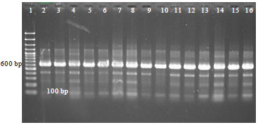 Image for - Polymerase Chain Reaction Detection of Pasteurella multocida Type B:2 in Mice Following Oral Inoculation