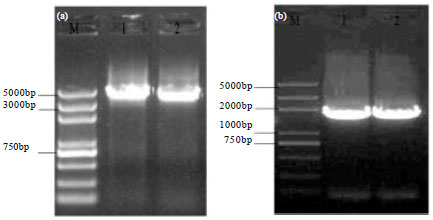 Image for - Construction of Myostatin Gene Knockout Vector in Goat and Transfection Of Nuclear Donor Cells