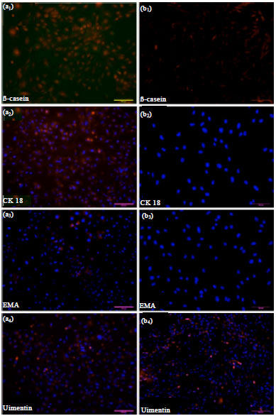 Image for - Establishment and Characterization of a Huanghuai White Goat Mammary Gland Epithelial Cell Line Derived During the Gestational Period