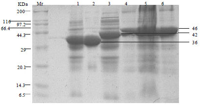 Image for - Optimizing and Expressing of Proteins Including PDHA, PDHB and PDHC of Mycoplasma  capricolum sub sp. capripneumoniae
