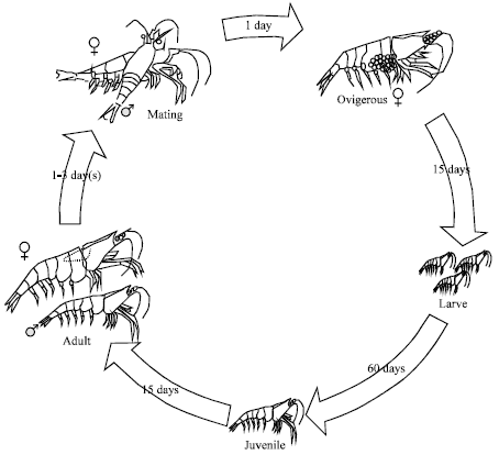 Image for - Breeding and Life Cycle of Neocaridina denticulata sinensis (Kemp, 1918)