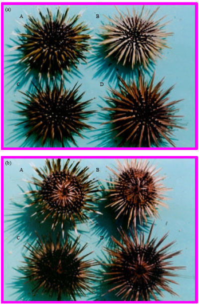 Image for - Hybridization and Growth of Tropical Sea Urchins