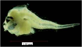 Image for - Morphometric Variation Among Six Families of Larval Fishes in the Seagrass-Mangrove Ecosystem of Gelang Patah, Johor, Malaysia