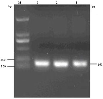 Image for - Polymorphism of FUT1 Gene M307 and its Relationship with Partial  Immune Indexes and Economic Traits in Yorkshire Pigs