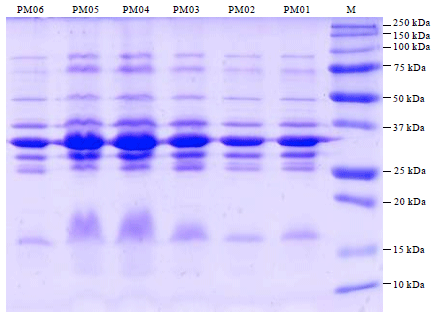 Image for - Outer Membrane Protein (OMP) Profiles of Pasteurella multocida Isolates Associated with Haemorrhagic Septicaemia by SDS-PAGE and Western Blot Analysis