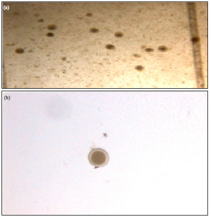 Image for - Prevalence and Haemato-Biochemical Studies of Toxocara canis Infestation in Dogs and Risk Perception of Zooneses by Dog Owners in Mathura, India