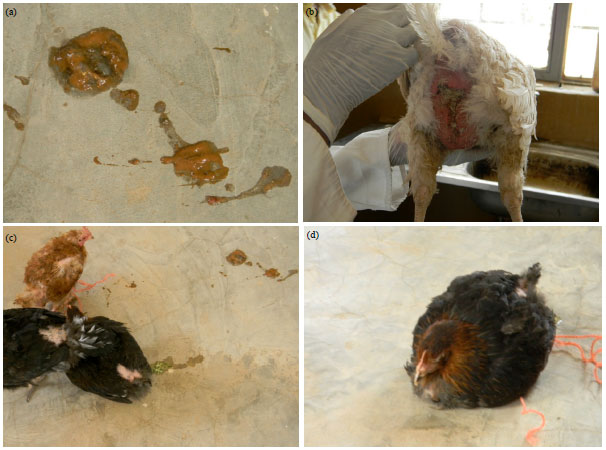 Image for - Clinico-Pathological Study of Avian Coccidiosis and its Economical Impact on Small Scale Poultry Farming in Selected Districts of Tigray, Ethiopia