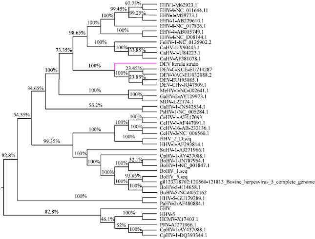 Image for - Bioinformatics Study Involving Characterization of Synonymous Codon Usage Bias in the Duck Enteritis Virus Glycoprotein D (gD) Gene