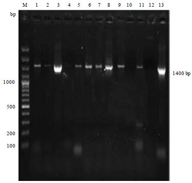 Image for - Molecular Characterization of Avibacterium paragallinarum Isolated 
  from Poultry Flocks of India