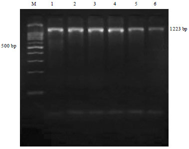 Image for - Prevalence of Arcobacter spp. in Humans, Animals and Foods of Animal 
  Origin in India Based on Cultural Isolation, Antibiogram, PCR and Multiplex 
  PCR Detection