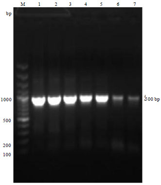 Image for - Molecular Characterization of Avibacterium paragallinarum Isolated  from Poultry Flocks of India