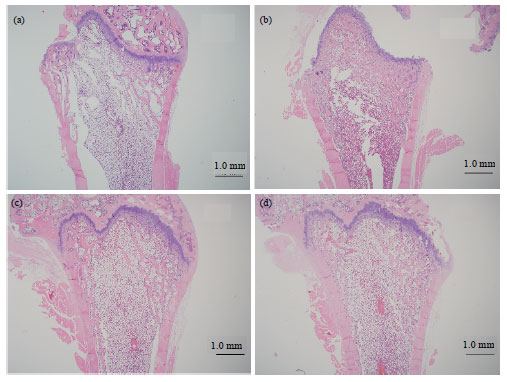 Image for - Effects of Fermented Pueraria radix by Lactobacillus acidophilus on Lipid and Bone Metabolism in Ovariectomized Rats