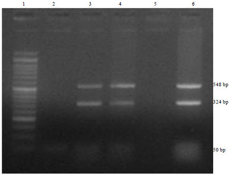 Image for - Molecular Characterization and Toxinotyping of a Clostridium perfringens Isolate from a Case of Necrotic Enteritis in Indian Kadaknath Fowl