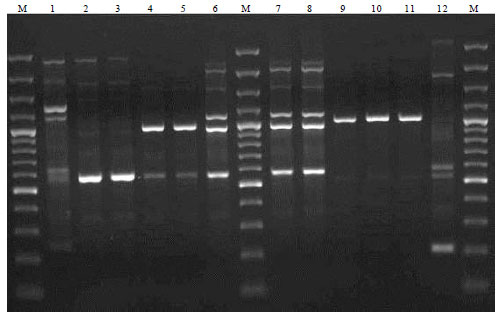 Image for - Molecular Characterization of Arcobacter Isolates Using Randomly  Amplified Polymorphic DNA-Polymerase Chain Reaction (RAPD-PCR)