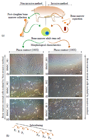 Image for - A Comparative Analysis of Invasive and Non-Invasive Method of Bone Marrow Stromal Cell Isolation