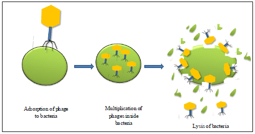 Image for - Lytic Bacteriophages as Biocontrol Agents of Foodborne Pathogens
