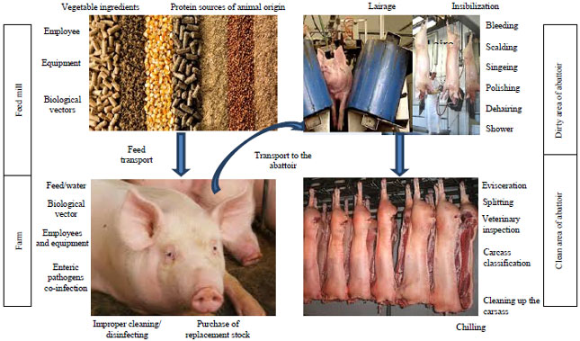 Image for - A Review of Prevention and Control Methods of Salmonella species in Swine Production and the Role of Dietary Non-Nutritional Additives