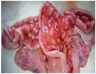 Image for - Histopathological Evaluation of Important Uterine Pathological Affections in Riverine Buffalo (Bubalus bubalis): An Abattoir Study