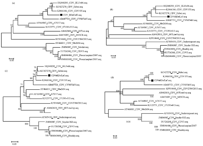 Image for - Complete Genome Characterization of a Canine Distemper Virus Isolated from  Chinese Raccoon Dog in China
