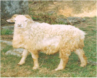 Image for - Comparative Cytogenetic Study of Garole and Bonpala Breeds of Sheep