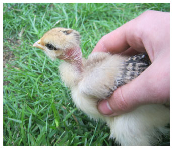 Image for - Phenotypic Characterization of Indian Naked Neck Chicken Under Tropical Climatic Conditions