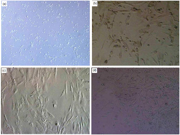 Image for - Isolation, Culture and Characterization of New Zealand White Rabbit Mesenchymal Stem Cells Derived from Bone Marrow