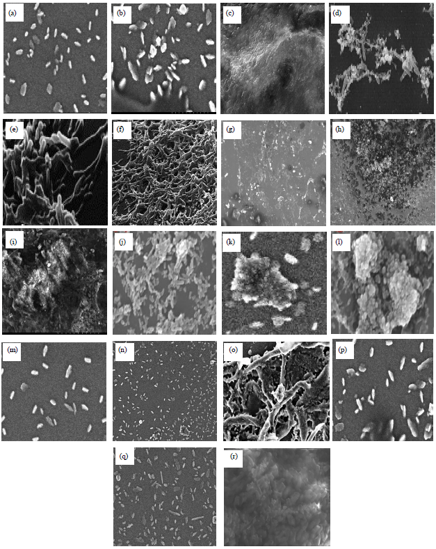 Image for - Chemical and Ultrastructural Characteristics of Mycobacterial Biofilms