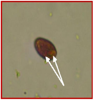Image for - Giardia duodenalis Infection in Dairy Cattle of Assam, India