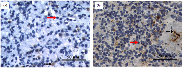 Image for - Expression of Spleen Structural Components of FeLV-Positive and FeLV-Negative Cats (Felis catus)